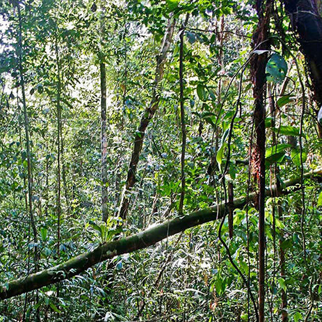 AMAZONAS 29_selva mosaico galeria_MG_3414.jpg